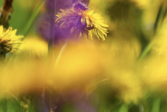 Blumenwiese mit Löwenzahn im Vordergrund