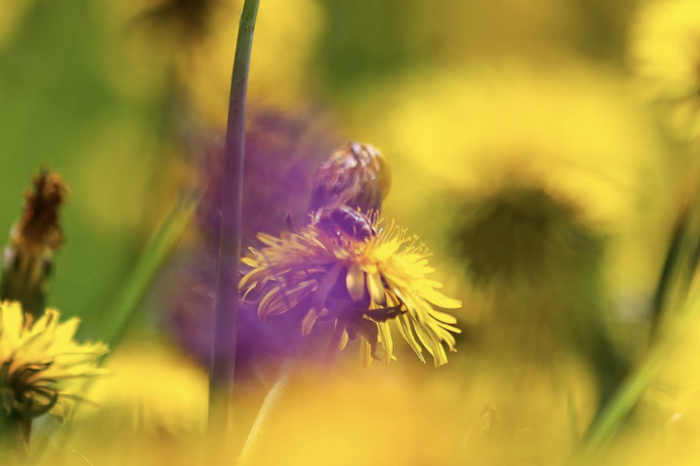 Foto einer Blumenwiese mit Löwenzahnblüte im Vordergrund