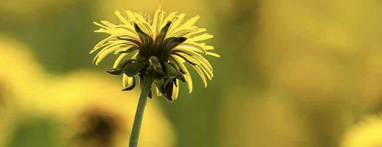 Foto einer Blumenwiese mit Löwenzahnblüte im Vordergrund