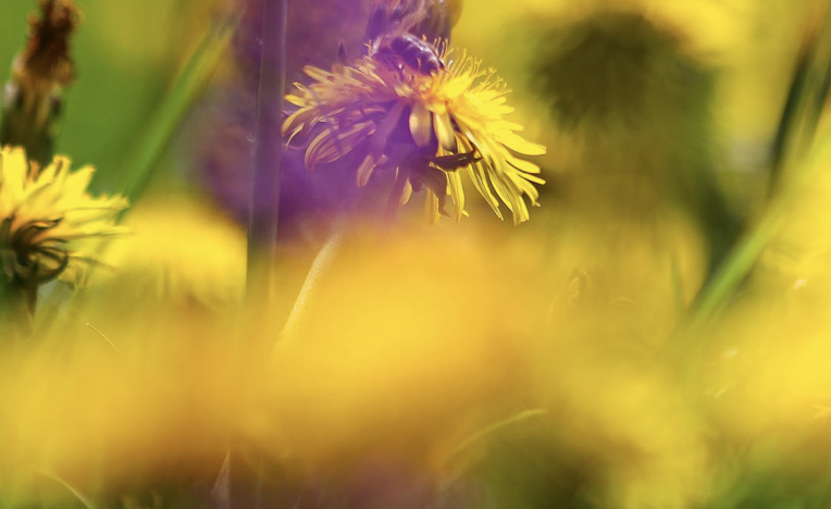 Blumenwiese mit Löwenzahn im Vordergrund